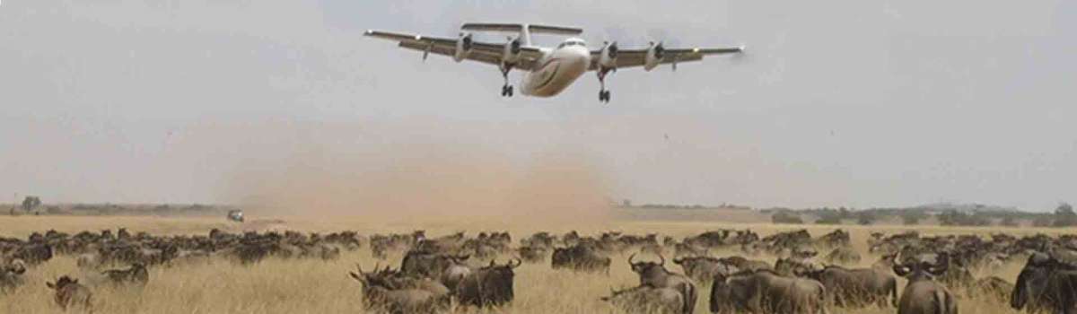 Masai Mara fly in safari